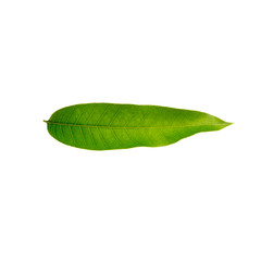 Fototapeta na wymiar leaf or mango leaf on a background new.