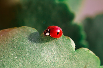 Macro of ladybug on a blade of grass