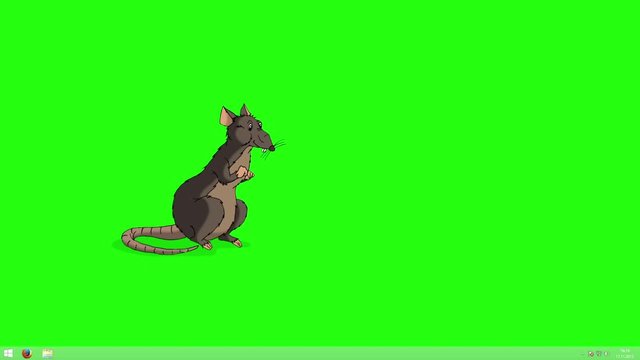 Brown rat gets up and sniffs something animation Chroma Key