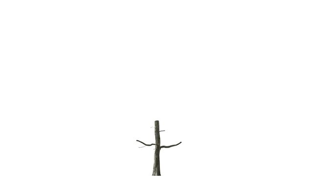3d rendering of a growing tree isolated on a white background for presentation or architectural uses. Growing tree on white (with alpha matte, 4K)	