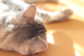 床上昼寝猫後姿アメリカンショートヘアー