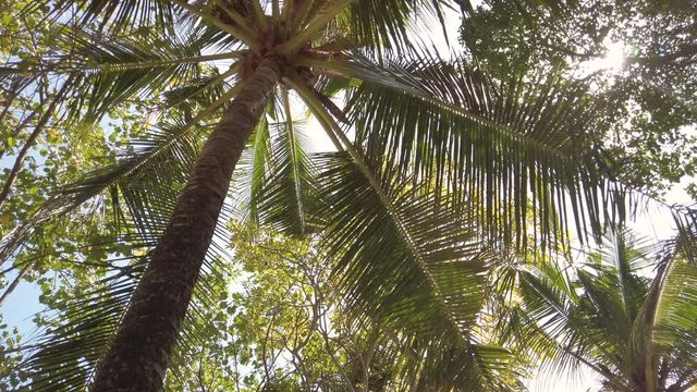 Palm trees filmed with 4k camera in Bali Indonesia Seminyak Beach.