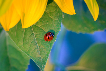 ladybug on sunflower