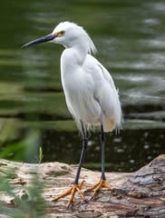 Snowy Egret 