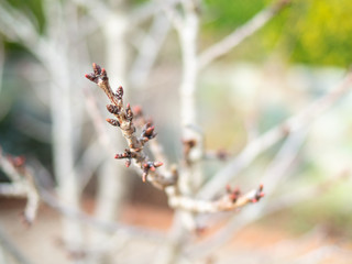 branch of a cherry tree with buds with a blurred background