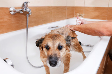 Bathing a dog in a bathtub.
