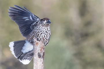 Spotted nutcracker lands on tree trunk (Nucifraga caryocatactes)
