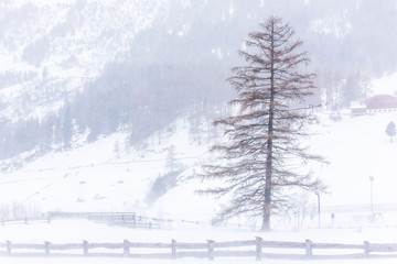 In the storm. Winter Chills in Riva di Tures. Italy