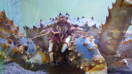 Kamchatka fishing crab, close-up.