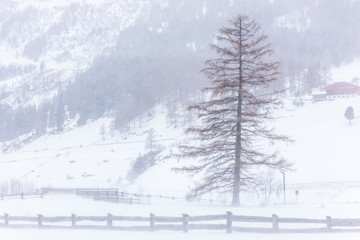 In the storm. Winter Chills in Riva di Tures. Italy