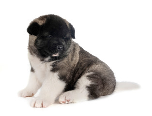 Obraz premium puppy american akita
