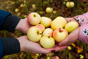 pretty woman holds apples in her hand. Fresh ecological apples collected in autumn the most useful...