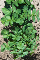 Growing Organic Potatoes in Thailand, Potato Seedlings, Potato Fields, Potato Flowers.