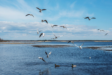 wild birds circling over the water of a natural lake