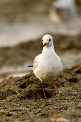 Black-headed gull feeding on a fishpond Crna Mlaka