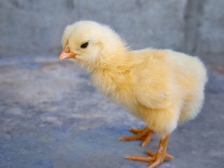 Little yellow chicken looking looking down.