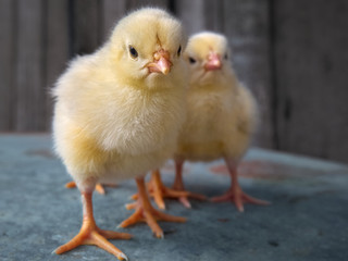 Little yellow chicken looking to the camera.