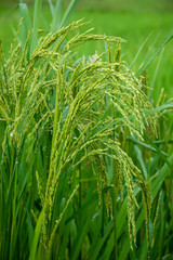 rice field in thailand