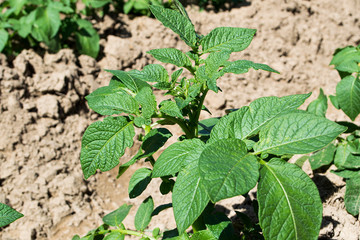 Growing Organic Potatoes in Thailand, Potato Seedlings, Potato Fields, Potato Flowers.