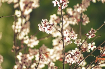 Bright pale pink spring flowers. branch of blossoming apple tree or cherry with white and light flowers against blue sky. Summer natural backdrop. Botanical bloom concept. Copy Space. Selective focus.