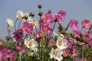 Cosmos sulphureus flower fields in white and pink color. It is also known as sulfur cosmos and attract birds and butterflies.