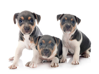 Obraz premium puppies brazilian terrier in studio