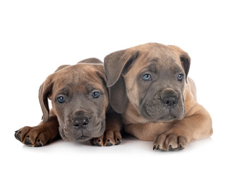 puppies cane corso