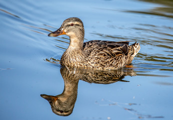 Fototapeta premium duck