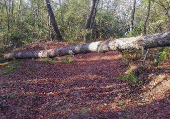 Tronco di albero caduto nel bosco