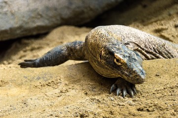 portrait of a komodo dragon