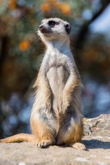 meerkat on guard