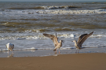 three seagulls on the beach of the North Sea