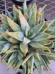 Succulent and Drought Tolerant Plant Varities