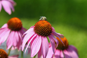 A bee on a blossom of coneflowers (echinacea) in pink, yellow and orange