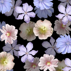 Beautiful floral background of chicory, clematis and mallow. Isolated