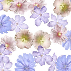 Beautiful floral background of chicory, clematis and mallow. Isolated