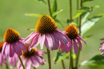 Blossoms of coneflowers (echinacea) in pink, yellow and orange