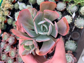 Succulent and Drought Tolerant Plant Varities
