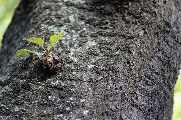 sprout