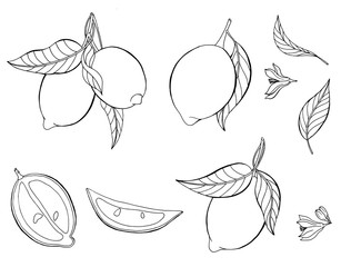 Vector illustrations of lemons, leaves and flowers of lemon