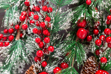 Fototapeta na wymiar background of snow fir twigs with red berries