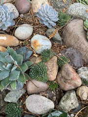 Succulent and Drought Tolerant Plant Varities