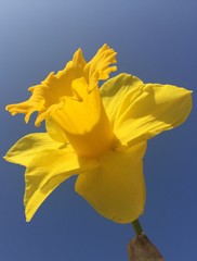 Bright yellow daffodil flower petals and blue sky