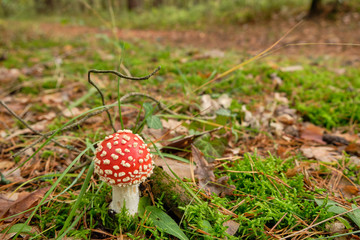 A beautifull little red fly agaric mushroom standing in a mixed forest on the forest floor in October in autumn in Bavaria, Germany
