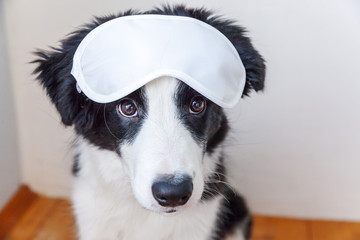 Naklejka na ściany i meble Do not disturb me, let me sleep. Funny cute smilling puppy dog border collie with sleeping eye mask at home indoor background. Rest, good night, siesta, insomnia, relaxation, tired, travel concept