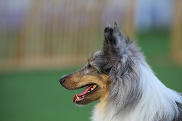 smart dog, Border Collie