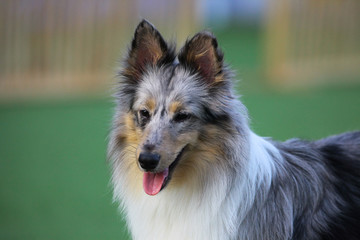 smart dog, Border Collie