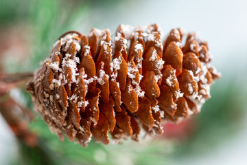 pine cone with fir branches macro