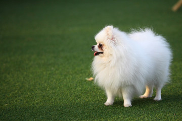 Happy puppies in a private playground