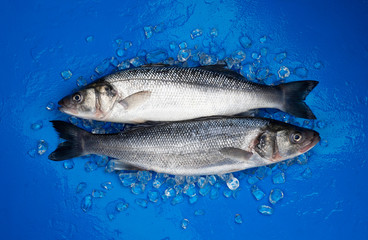 Seabass fish on ice on blue color background, top view